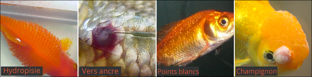 Le Site Du Poisson Rouge Maladie Poisson Rouge