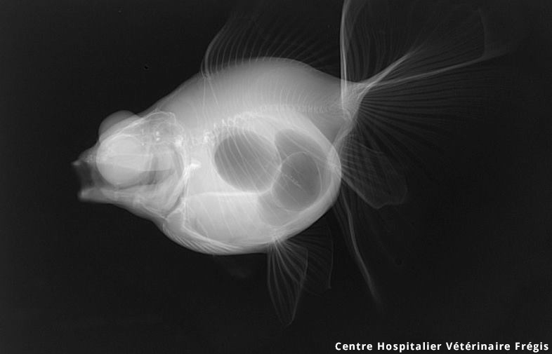 Le Site Du Poisson Rouge Trouble Vessie Natatoire