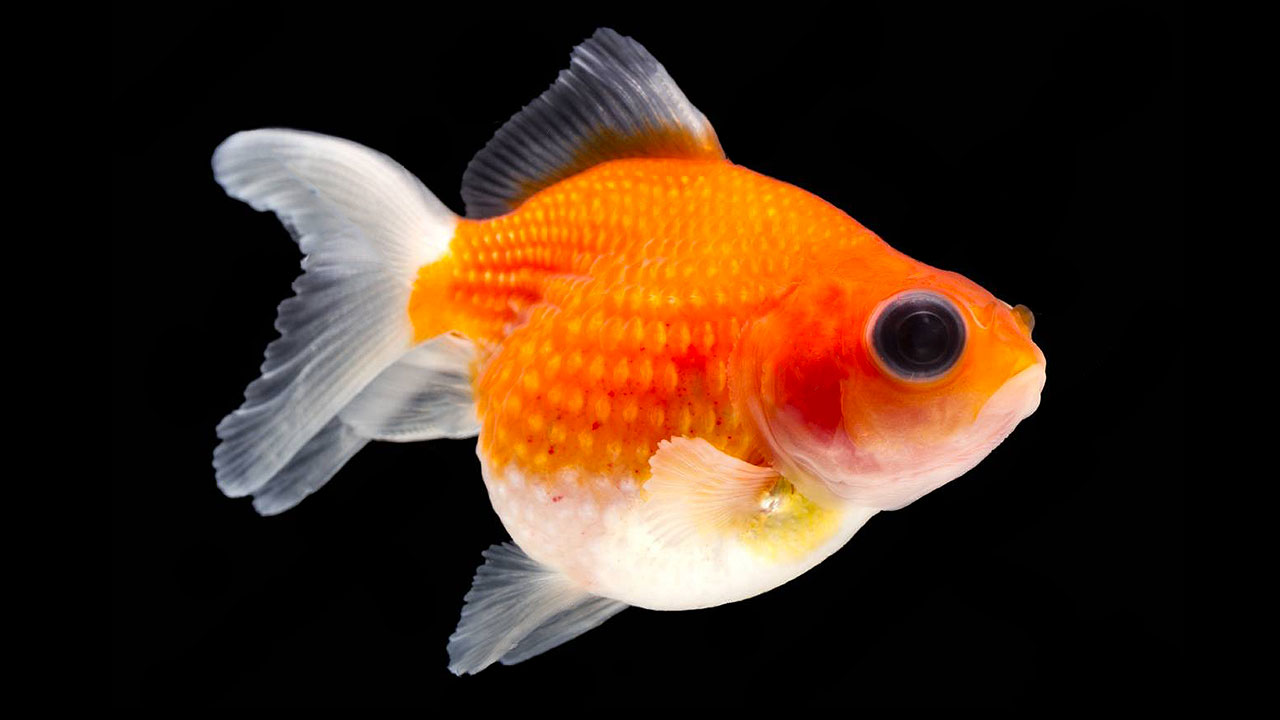 Pearlscale Poisson rouge Perlé