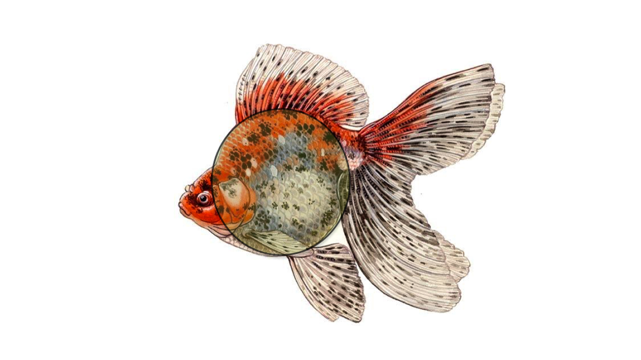 Ryukin