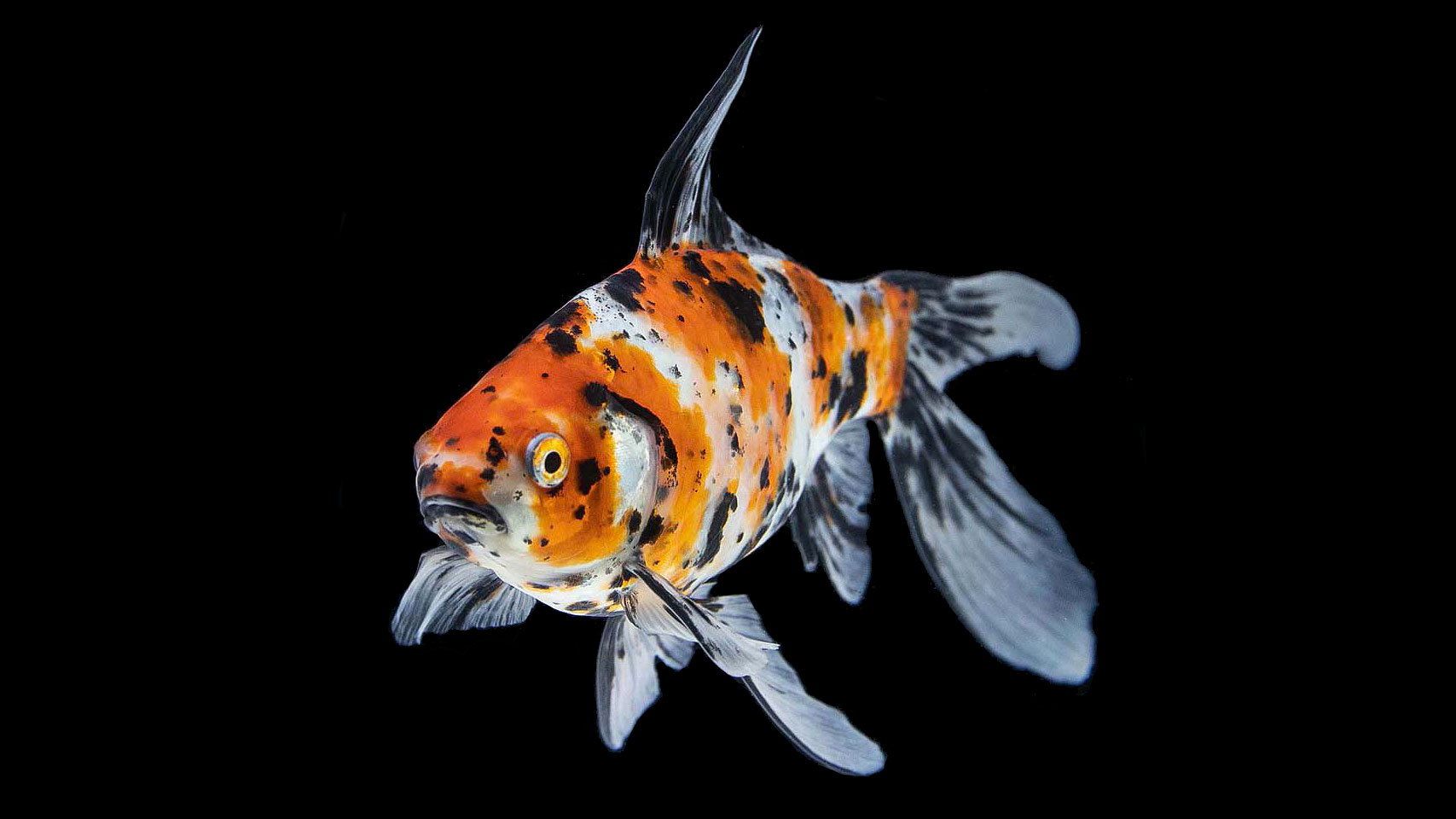 Poisson rouge commun Shubunkin Américain