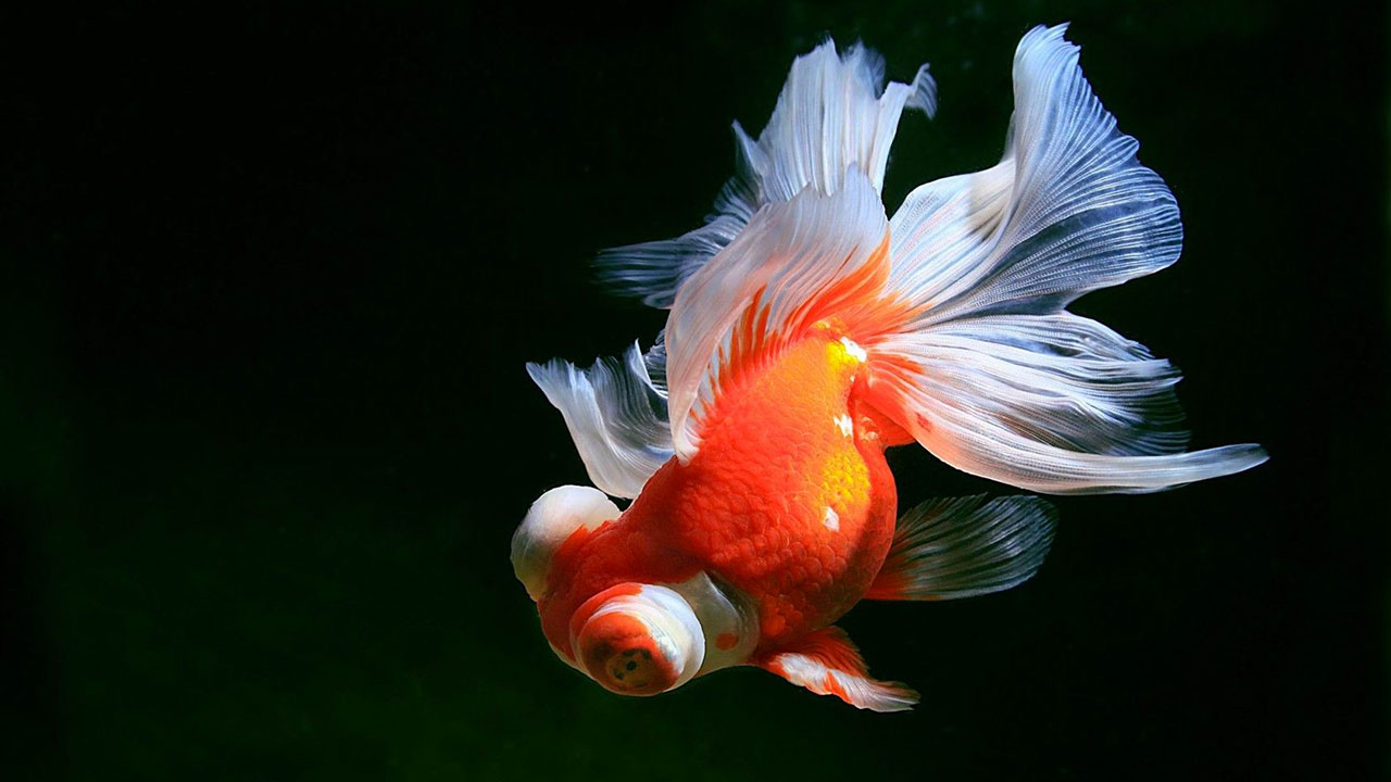 Poisson rouge Télescope Poisson rouge Télescope