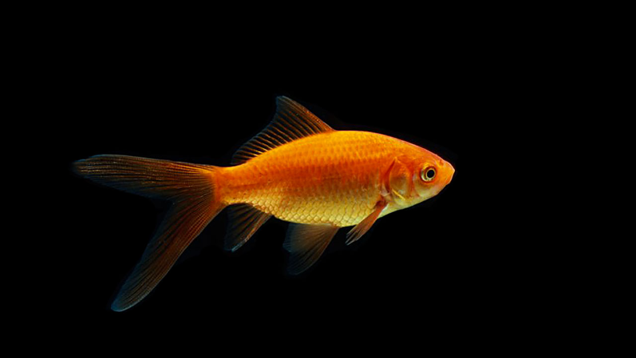Poisson rouge Comète Poisson rouge Comète