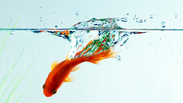 Le Site Du Poisson Rouge L Eau De L Aquarium