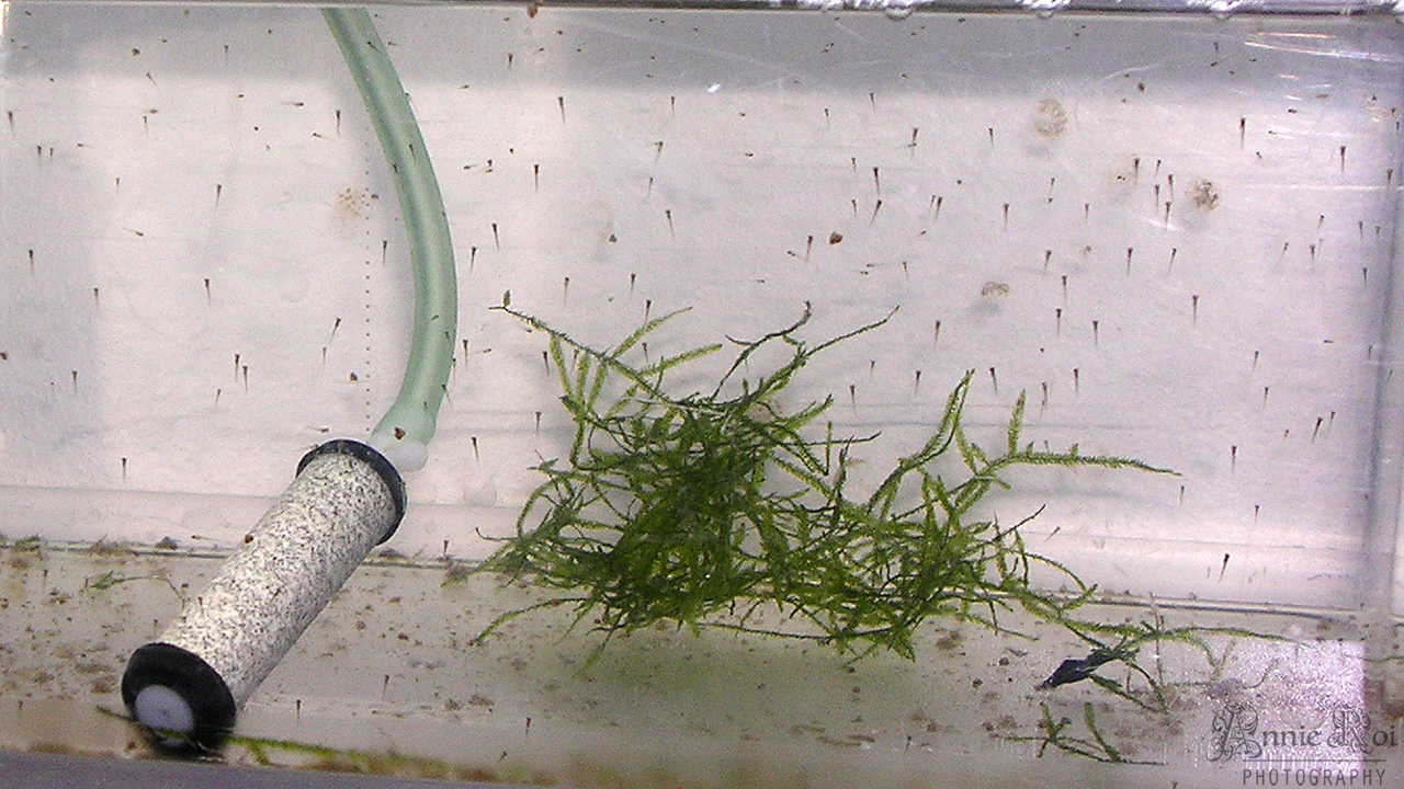 Alevins de poissons rouges