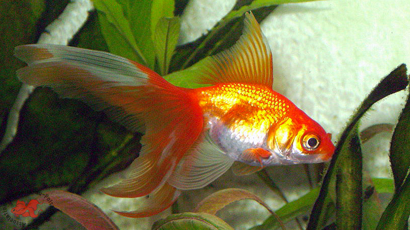 Queue frangé - Fringetail Poisson rouge Queue frangé