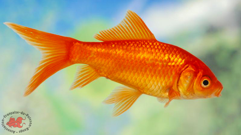 goldifish goldifish