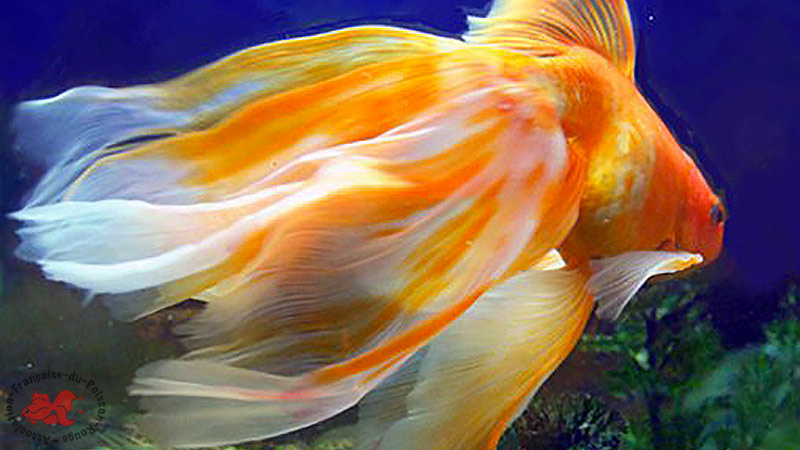 Poisson Rouge Grosse Tete