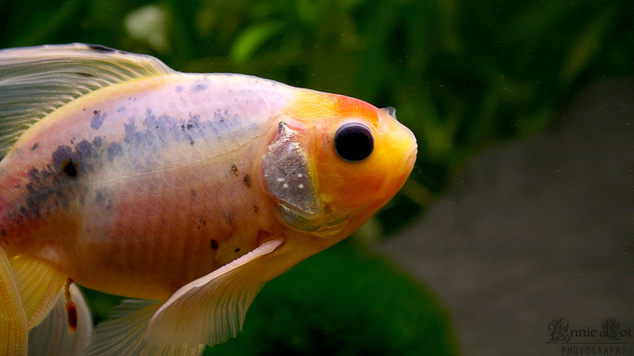 La reproduction des poissons rouges Association Française du Poisson Rouge
