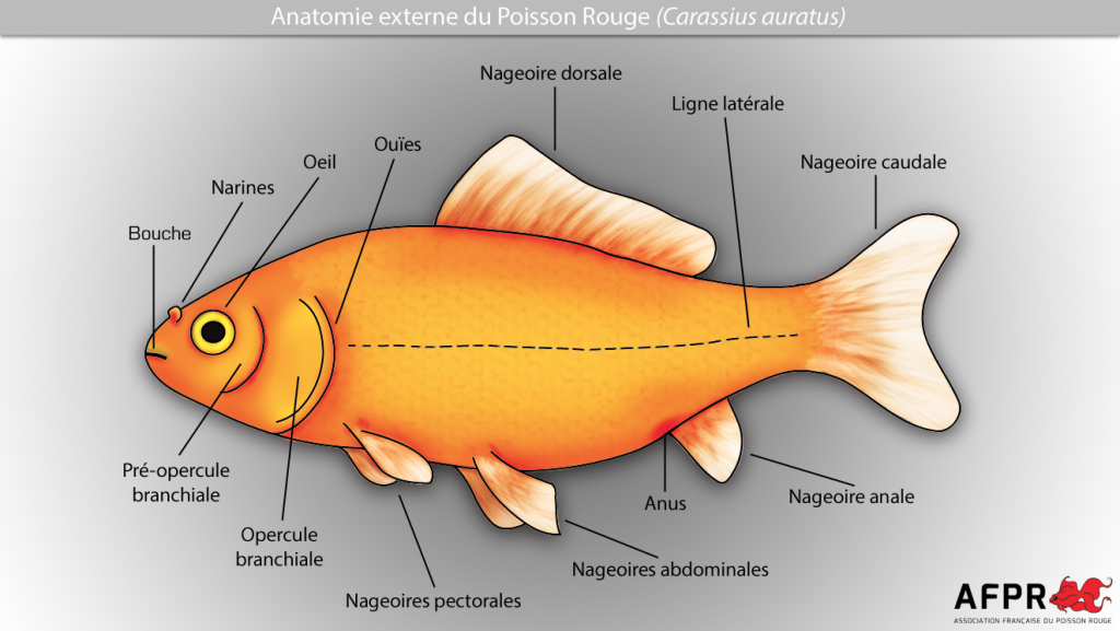 Le poisson rouge – Carassius auratus – Association Française du