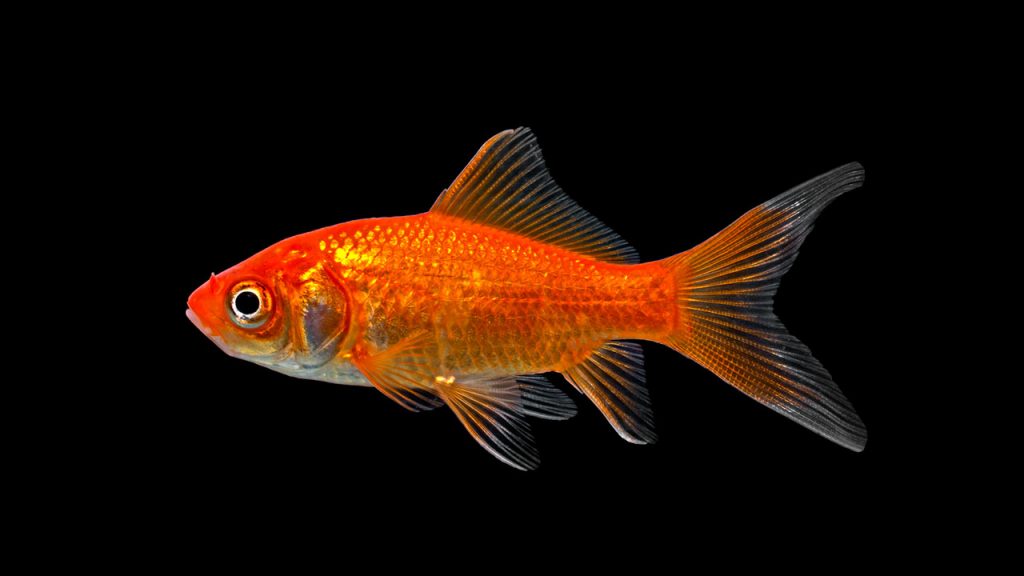 Les variétés de poisson rouge – Association Française du Poisson Rouge