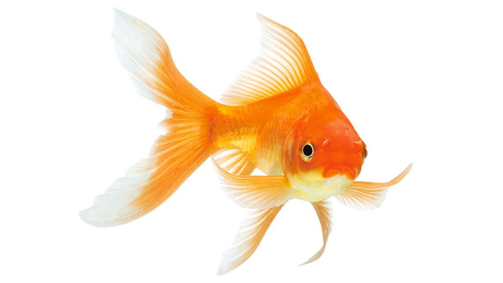 Le poisson rouge – Carassius auratus – Association Française du