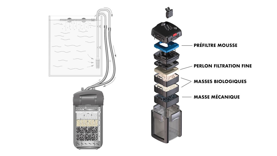La filtration de l’aquarium Association Française du Poisson Rouge