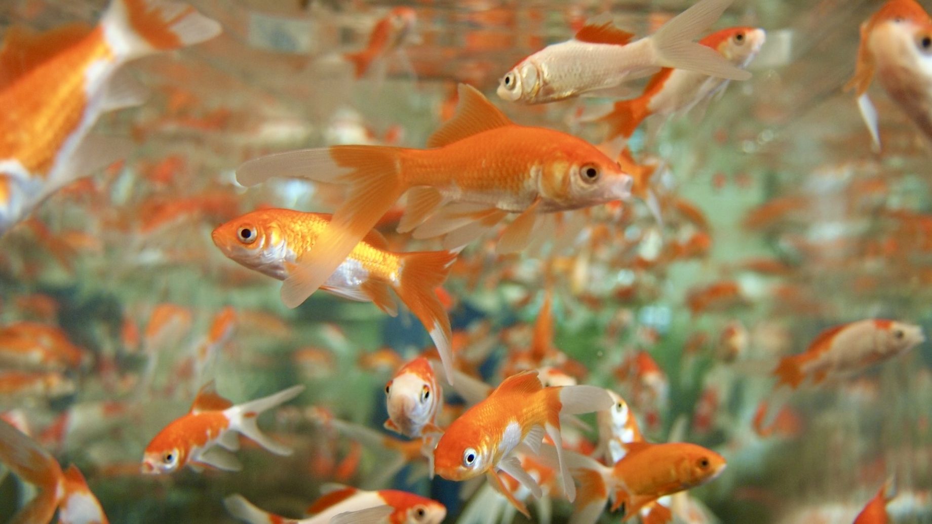 Groupe de poissons rouges