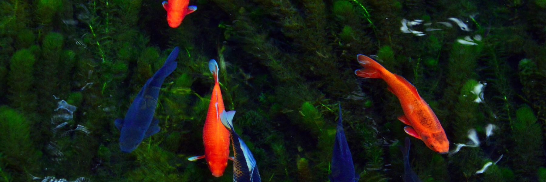 Poissons rouges dans un lac