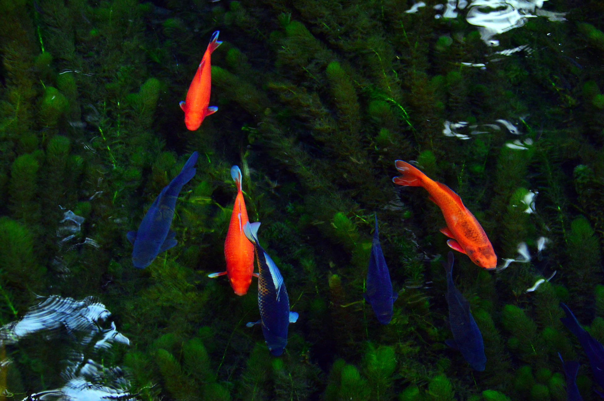 Poissons rouges dans un lac