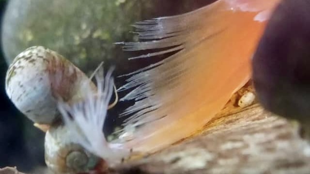 Comment le poisson zèbre fait repousser une nageoire perdue au combat