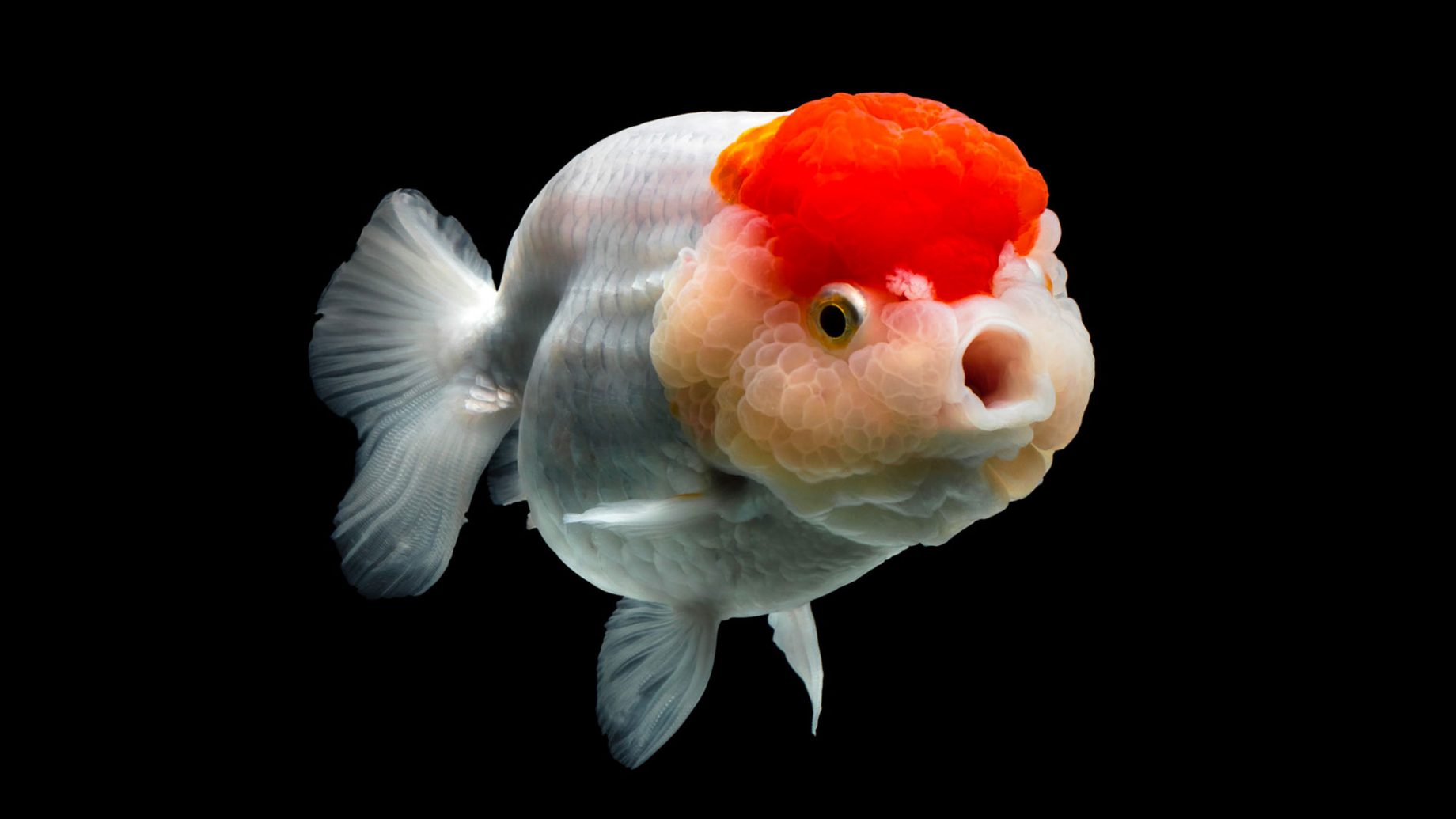 Les variétés de poisson rouge Association Française du Poisson Rouge