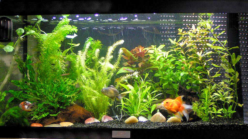 Quelle épaisseur de substrat pour réaliser le fond de mon aquarium ?