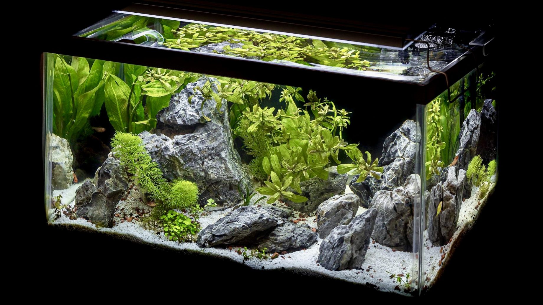 https://www.lepoissonrouge.org/wordpress/wp-content/uploads/2022/06/aquarium-plante-1840x1035.jpg