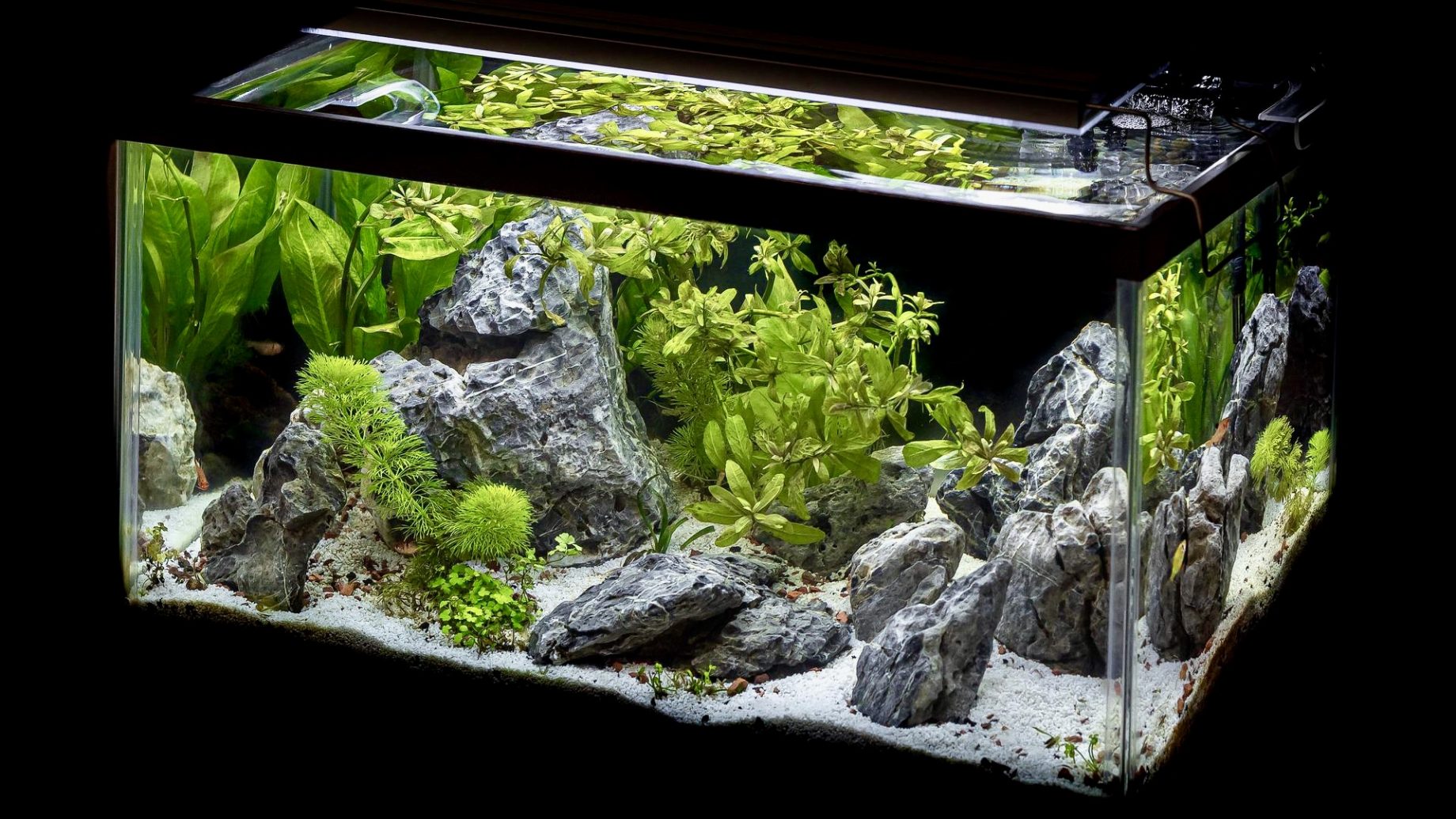 Plantes pour poisson rouge – Association Française du Poisson Rouge