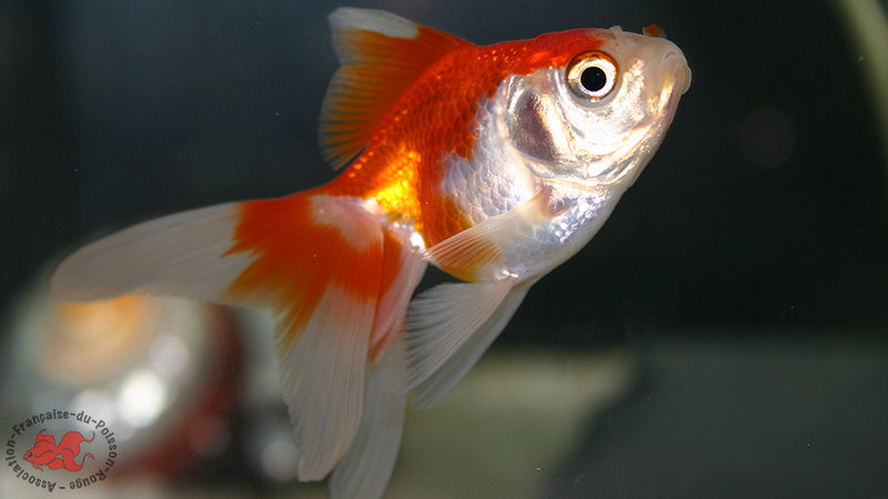 Poisson rouge queue d'éventail, Rouge et blanc, 4-5cm