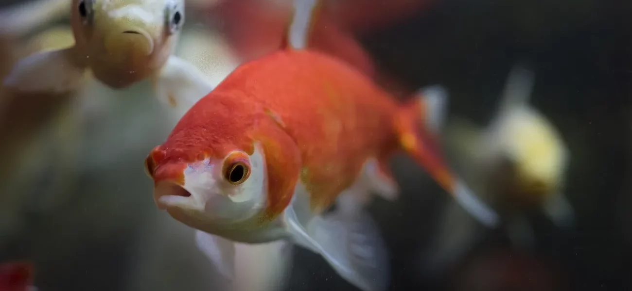 La filtration de l'aquarium – Association Française du Poisson Rouge